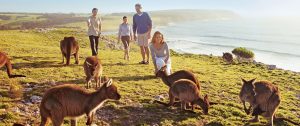 South Australia Travel - Kangaroo Island Family Vacation - Wildlife and Beaches in South Australia