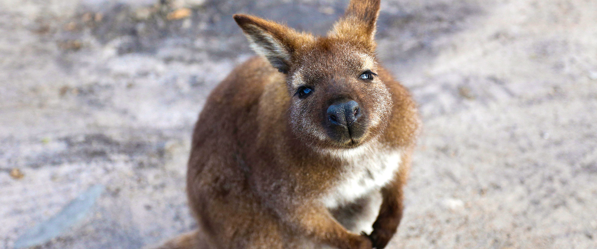Australia Cook Islands Getaway - Australian Wildlife Tasmania Wallaby