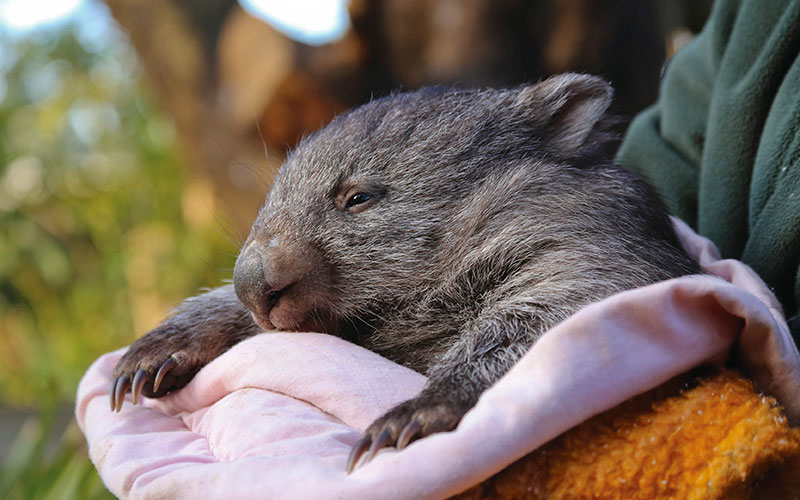 Wombat cuddling with its keeper at Bonorong Wildlife Sanctuary