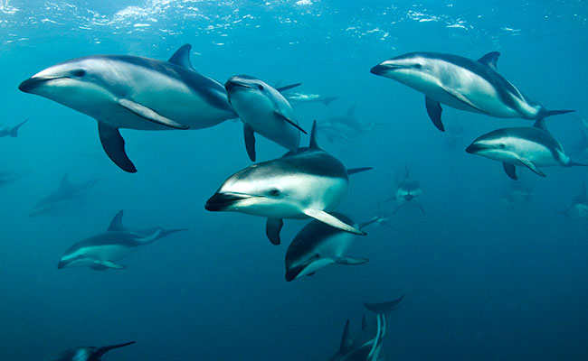 Swim with Dusky Dolphins in Kaikoura, New Zealand