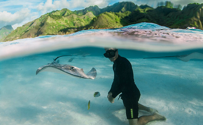 Snorkeling with Magnificent Rays in the Islands of Tahiti