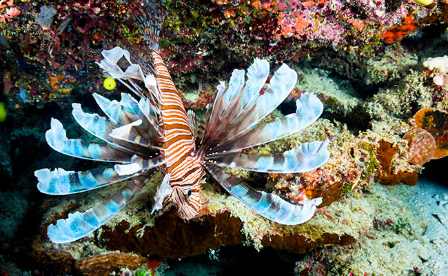 Fiji Scuba Diving Vacations - Lionfish in a Coral Reef