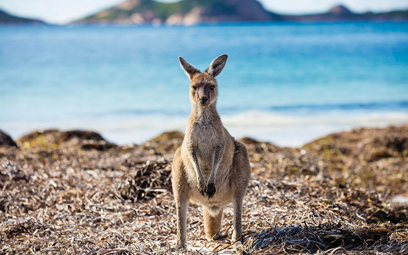 Kangaroo on the Beach, Lucky Bay