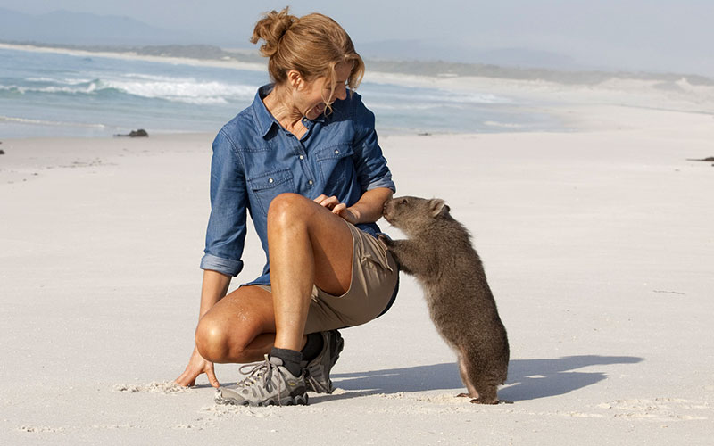 Friendly Wombat on the Beach in Tasmania