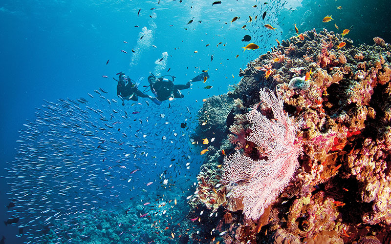Diving in the Great Barrier Reef - Queensland, Australia