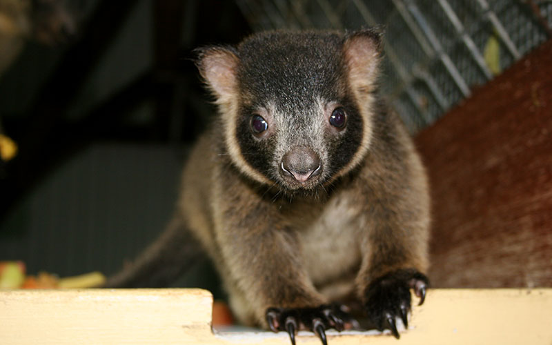 Baby Tree Kangaroo - Queensland, Australia
