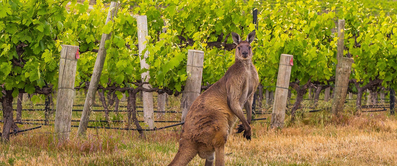 Kangaroo in a Vineyard in McLaren Vale, South Australia