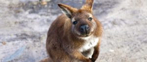 Tasmania, Australia Vacation: Ultimate Wildlife Experience