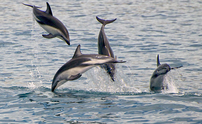 Four dolphins jumping in the ocean - Encounter Kaikoura - Best Wildlife Tours in New Zealand
