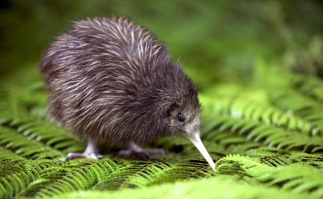 A kiwi on a leaf - Rotorua Tourism - New Zealand Wildlife