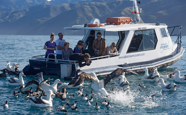 Albatrosses by a boat - Encounter Kaikoura - New Zealand Albatross Tours