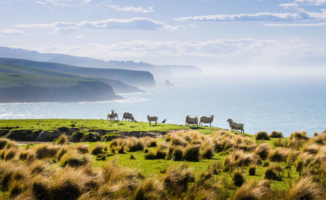 Sheep standing on a cliff - Annandale - New Zealand