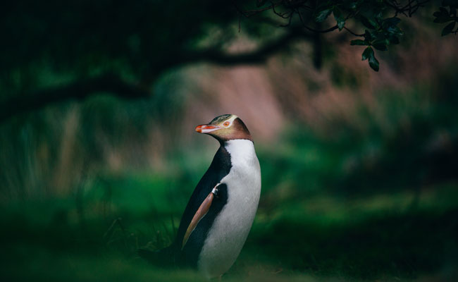 Yellow Eyed Penguin in a forest - Tourism New Zealand