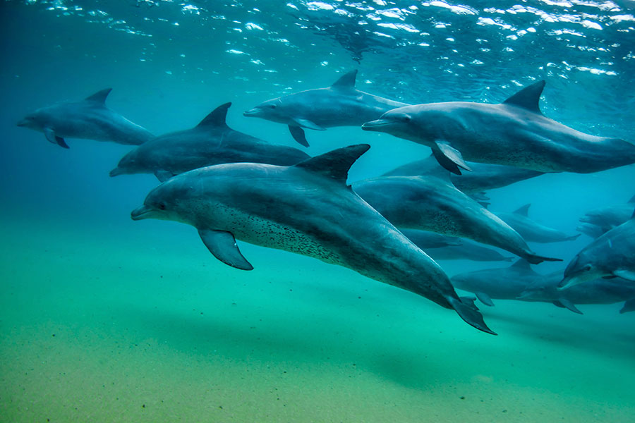 Swimming with Dolphins at White Pearl Resorts, Mozambique - Favorite Beach Vacations
