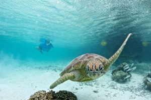 A turtle swimming in front of a diver - Le Meridien - Travel South Pacific Beaches
