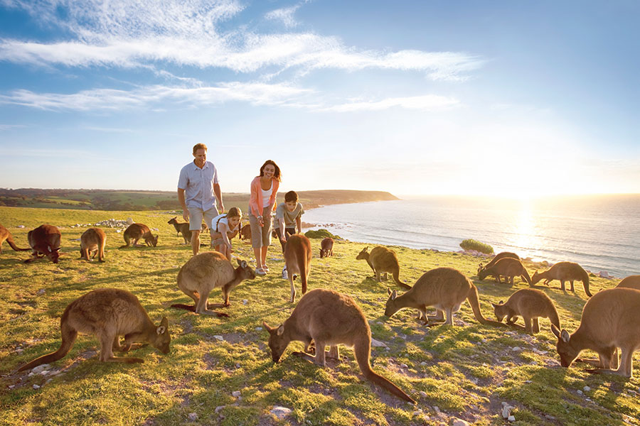 Australia Family Vacations - Kangaroo Island Wildlife Vacations