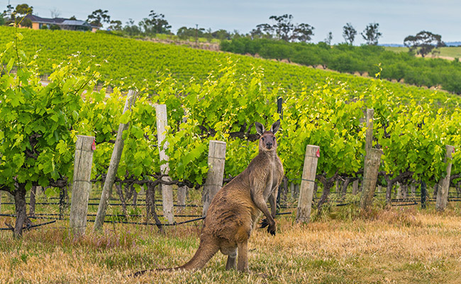 McLaren Vale Wine Tasting in Australia