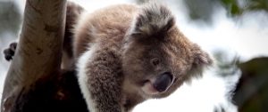 Australia Winter Getaway - Cuddle a Koala
