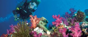 Australia Winter Getaway - Poseidon Snorkeling