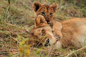 Savanna Private Game Reserve safari lions