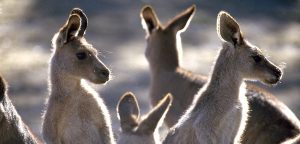 Australia vacation packages feed kangaroos