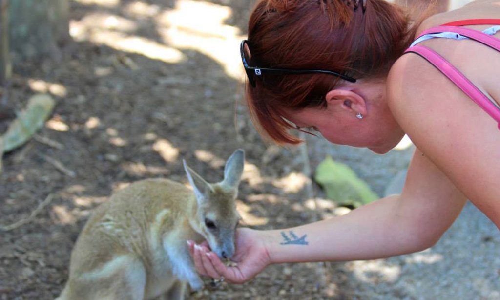 Wildlife Habitat Port Douglas - Feeding Wallaby - Australia Travel Agents