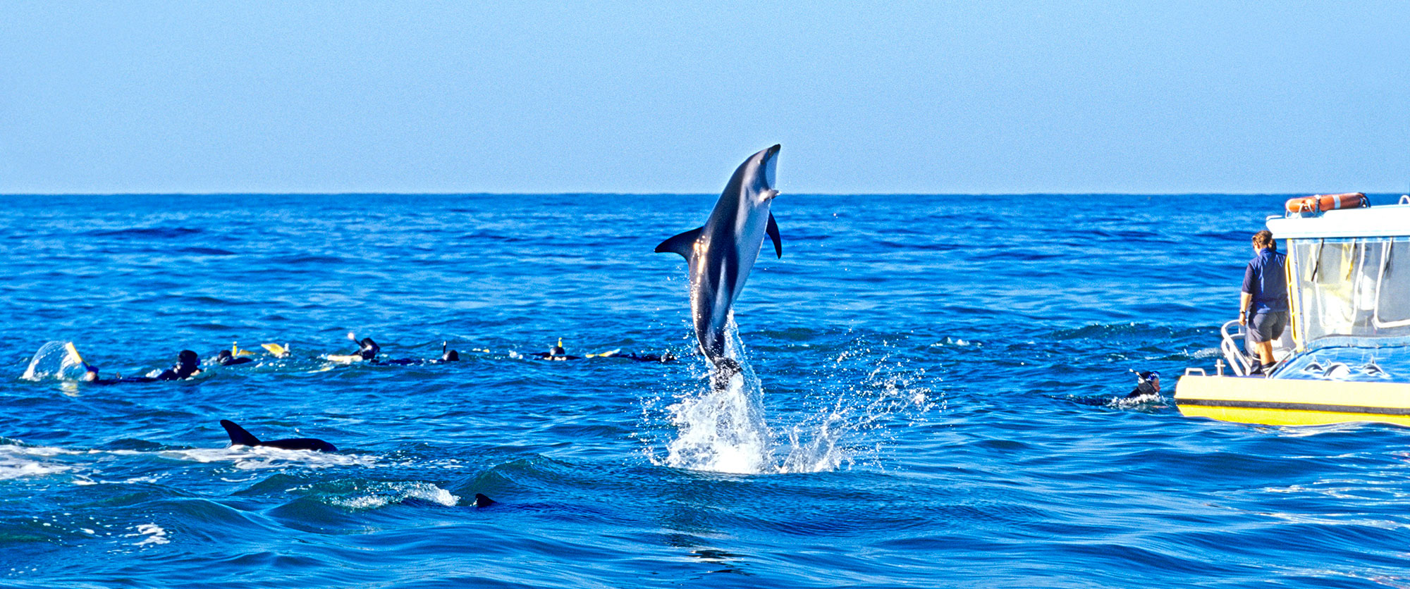 New Zealand Swim with Dolphins