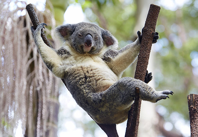 Koala Lounging at Currumbin Wildlife Sanctuary, Queensland, Australia