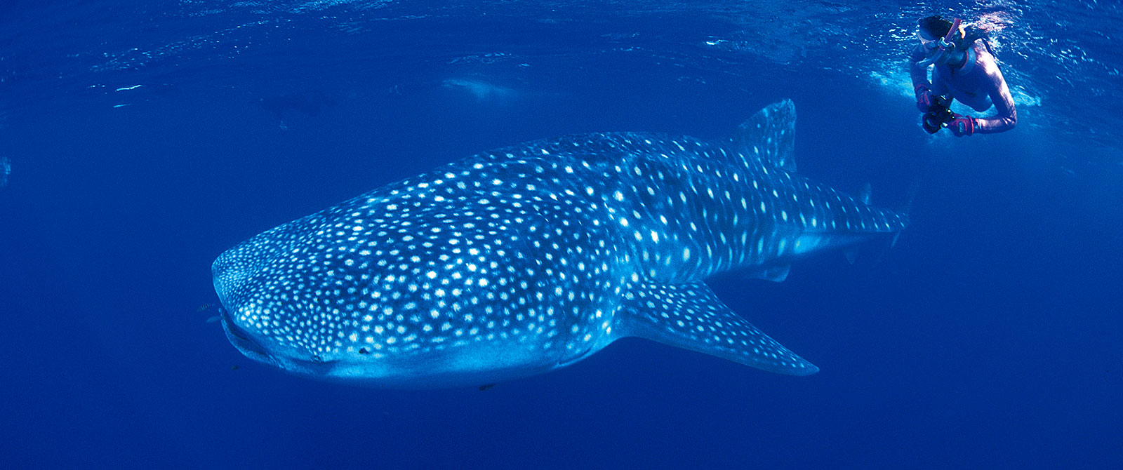 Swimming with Whale Sharks at Sal Salis Ningaloo