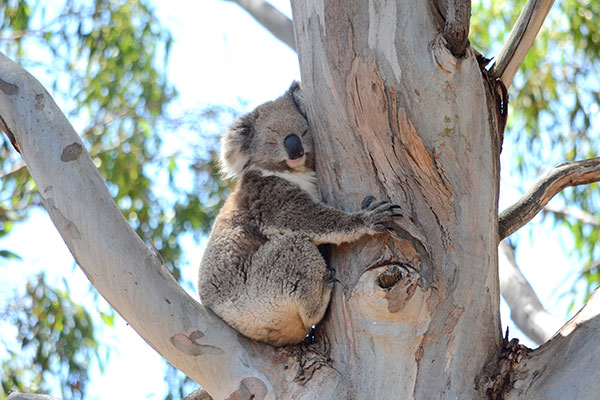 Wild Koala Day - 5 Myths About Koalas
