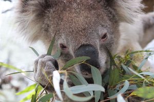 Wild Koala Day - 5 Myths About Koalas