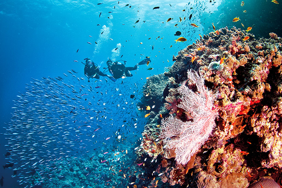 Great Barrier Reef Dive Australia