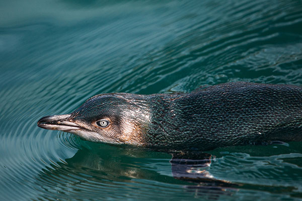 New Zealand Vacations - Oamaru Penguins