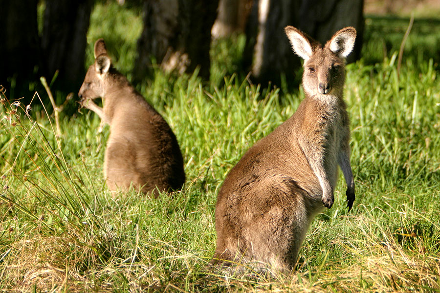 Australia Wildlife Tours - Boutique Tours