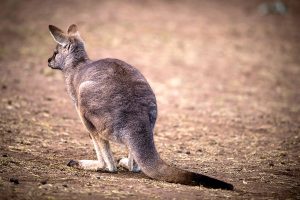 Australia Wildlife Vacations - Bonorong Wildlife Sanctuary Tasmania