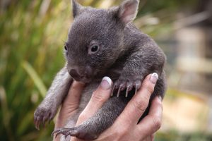 Australia Wildlife Vacations - Bonorong Wildlife Sanctuary Tasmania