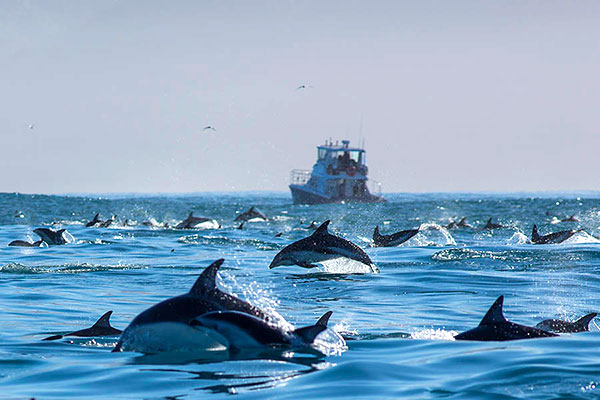 Kaikoura, New Zealand Travel Guide - Swimming with Dolphins
