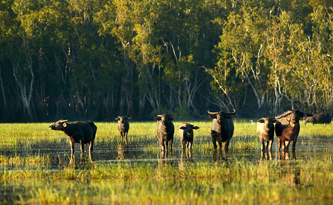 Australia Wildlife Vacations - Outback Adventure Vacations - Crocodile Dundee - Bamurru Plains Northern Territory
