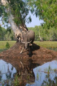 Authentic Outback Experience - Bamurru Plains Australia - Buffalo in the Outback
