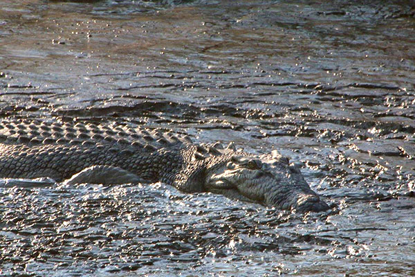 Authentic Outback Experience - Bamurru Plains Australia - Cruising on Mary River Floodplains - Crocodile in the Water