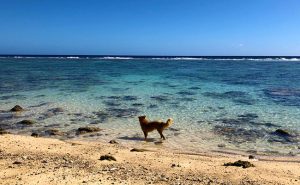 Cook Islands - Book Your Trip - Crown Beach, Rarotonga