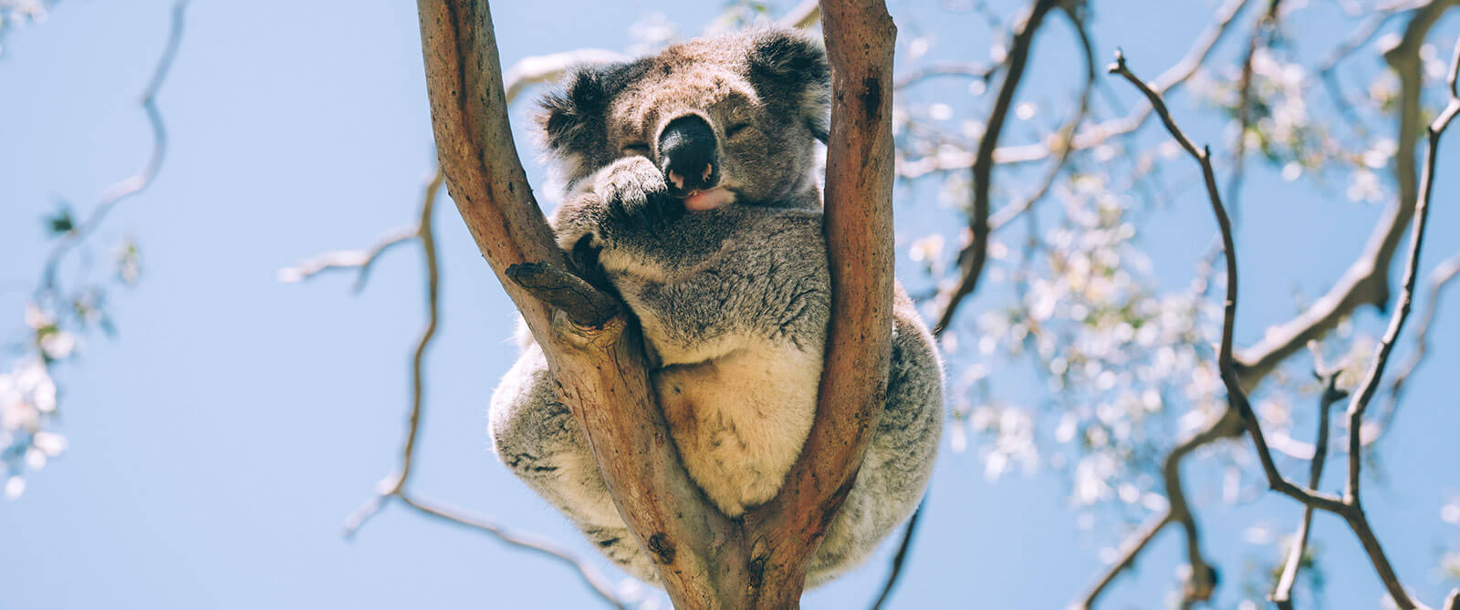 Koala in a Tree - Family Trip to Australia - Australia Wildlife and Reef Vacations