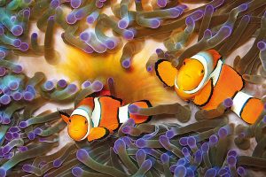 Clownfish in the Great Barrier Reef - Family Trip to Australia - Great Barrier Reef Vacation
