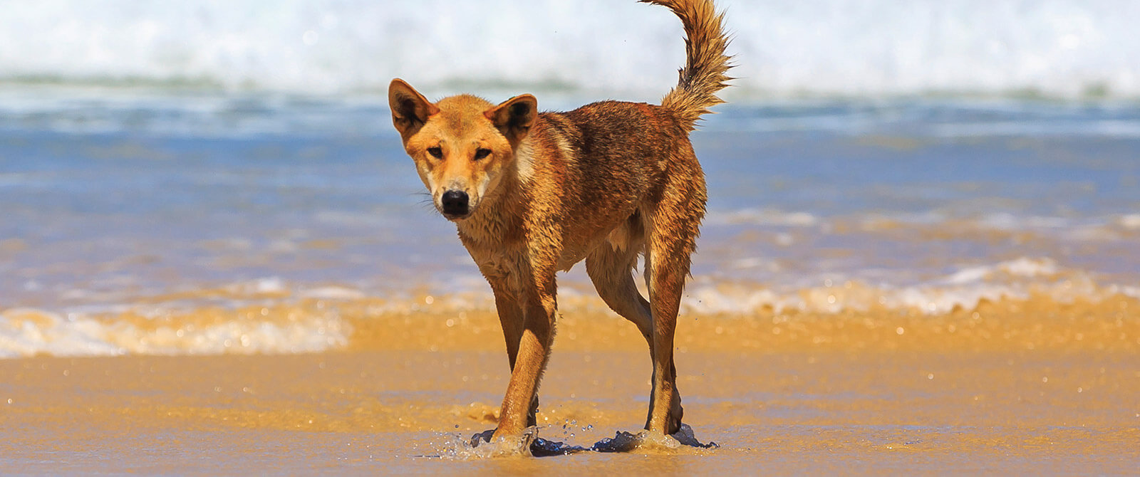 Wild Dingo on Fraser Island - Australia Getaway: Sunshine Coast and Kangaroo Island