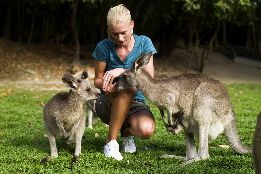 Feeding Kangaroos in Australia - Australia Getaway: Sunshine Coast and Kangaroo Island