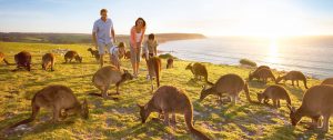 Wildlife Adventure Australia - Kangaroo Island Vacations