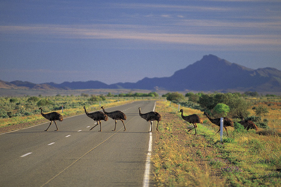 Iconic Australia Vacations - Flinders Ranges Outback Vacation