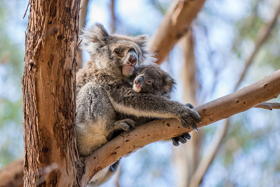 Iconic Australia Vacations - Kangaroo Island Wildlife Vacation