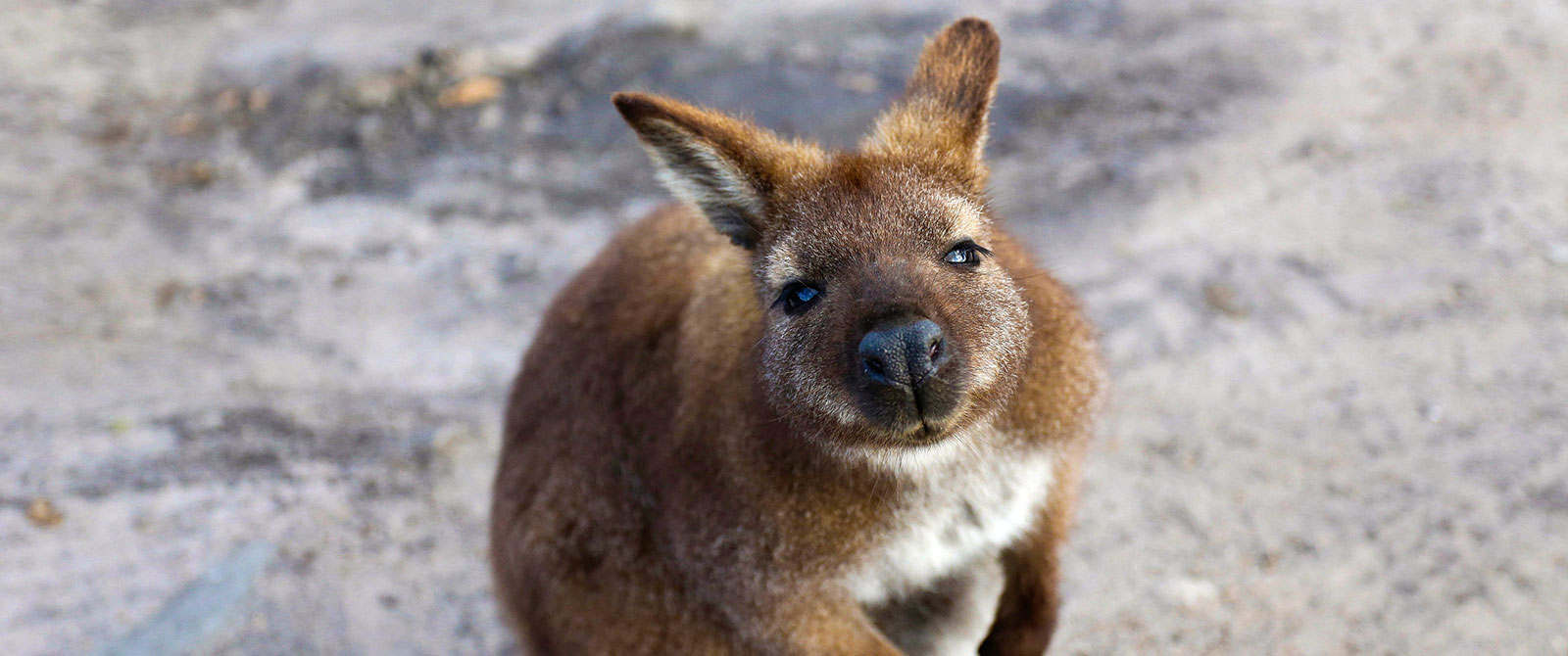 Australian Wildlife Vacations - Tasmania Wallaby on Friendly Beaches