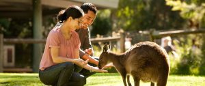 Feeding Kangaroos at Healesville Sanctuary - Best Australia Wildlife Vacations